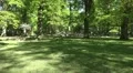 4k Red Deers zoom in eating in sunny oak beech forest 4k or 4k+ Resolution