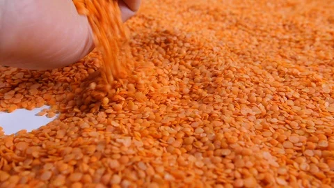 4K Red dry lentils picked up and checked  farmers or chefs hands and pouring  Stock Footage 90028186