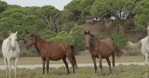 4K RED EPIC Group of wild marsh horses grazing. Stock Footage 75421783