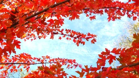 4K Red Fall Leafs, Sunlight Maple Leafs in Autumn Fall Season, Park Tree Forest Stock Footage 83349362