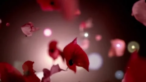 4k red flower petals flying in slow motion against a soft bokeh background. Stock Footage 300324211