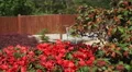 4K red flowers in front of brown garden fence flutter gently in the breeze 4k or 4k+ Resolution