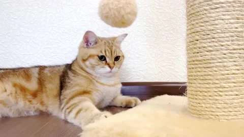 4k red ginger cat lying at scratching post. Stock Footage 194933568