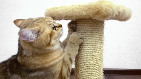 4k red ginger cat sharpening claws on scratching post. Stock Footage 194929221