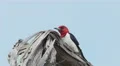 4K Red-headed Woodpecker (Melanerpes erythrocephalus) 1 4k or 4k+ Resolution