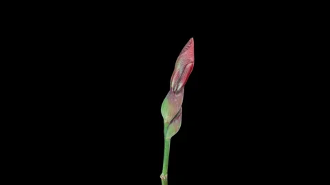 4k red iris flower blooms on camera on black background. wedding, holiday Stock Footage 246793333