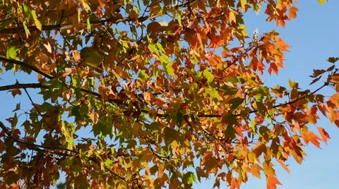 4K - Red leaves in tree with wind Stock Footage 42308051