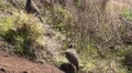 4k Red-legged partridge on Madeira mountain dolly shot 4k or 4k+ Resolution