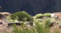 4k Red-legged partridge on Madeira mountain dolly shot 4k or 4k+ Resolution