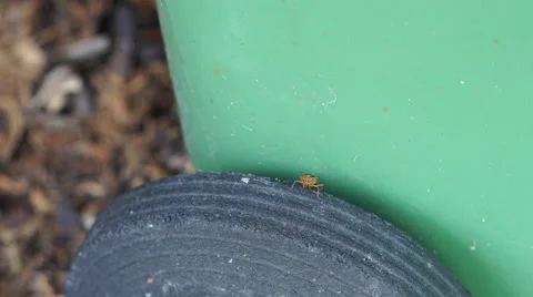 4K Red-legged Shieldbug, Forest Bug, on wheelie bin wheel Stock Footage 55338307