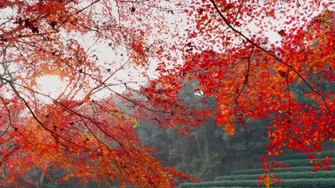4K Red Maple Leaves over Green Tea Terraces in Autumn Hangzhou China Video stock 329668135