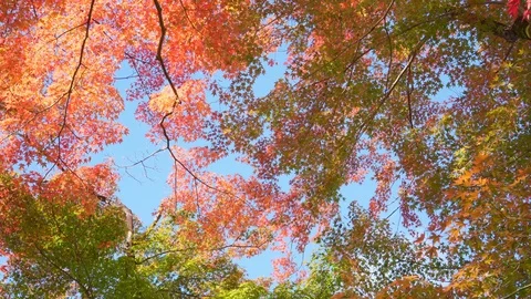 4k Red maple tree Blown away by the force of the autumn wind Stock Footage 120520457