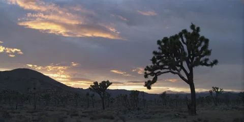 4K RED One Time lapse of colorful sunset clouds silhouetting Joshua Trees Stock Footage 197050512