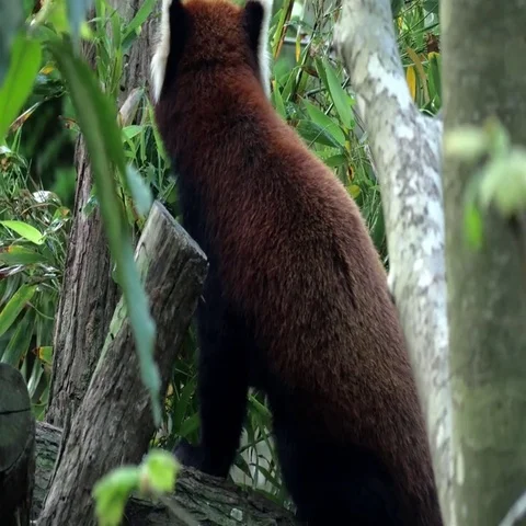 4K RED PANDA searching for leafs Stockbeeldmateriaal 69629676
