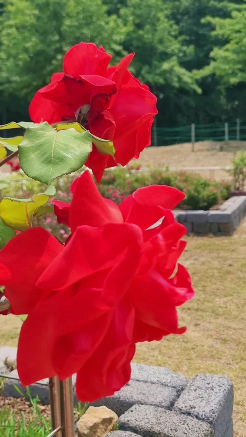 4K Red Rose Extreme Closeup Portrait Video stock 330198875