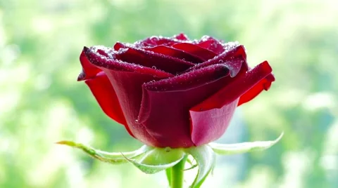 4k, Red rose flower rotates 库存影片 51731506