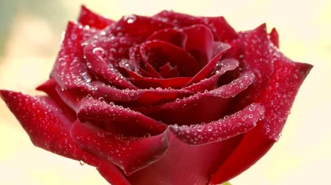 4k, Red rose flower rotates Video stock 51732163