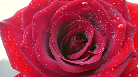 4k, Red rose flower rotates 스톡 동영상 51733465