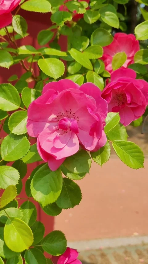 4K Red Rose Macro Closeup Vertical Stock Footage 330198688