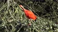 4k Red scarlet ibis on sunny tree cleaning feathers 4k or 4k+ Resolution