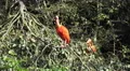 4k Red scarlet ibis on sunny tree cleaning feathers 4k or 4k+ Resolution