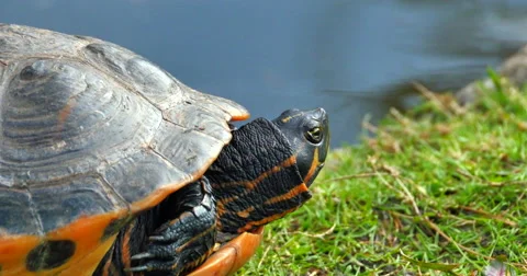 4K Red Slider Turtle, Close Up Shot, Beside Pond Video stock 57717897