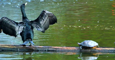 4K Red Slider Turtles on Log with Great Black Cormorant Bird flapping wings Video stock 57677260