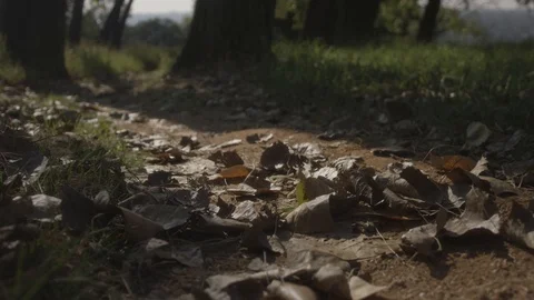 4K RED Slow Motion Leaves falling onto ground sunrise Vídeos de archivo 99087475