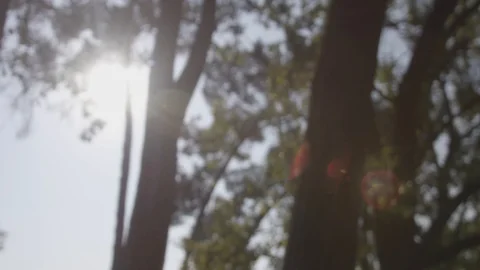 4K RED Slow Motion Leaves falling from tree and flare at sunrise Vídeos de archivo 99087531