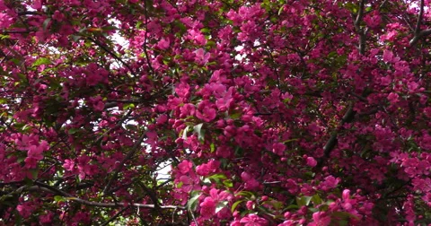 4K, Red Spring blossom on the trees Stockbeeldmateriaal 49942566