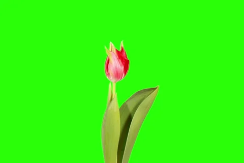4K. Red tulip bloom buds green screen, Ultra HD (Tulipa Pretty Woman) Stock Footage 47864764