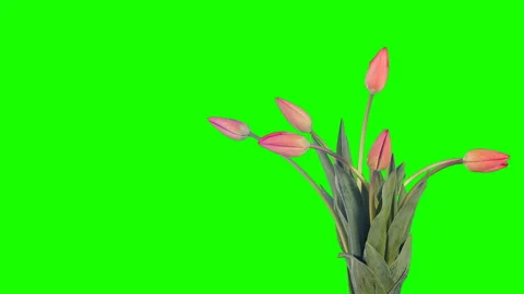 4K. Red tulip bloom buds green screen, Ultra HD (Time Lapse), 4096x2730. Stock Footage 108400463