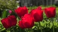 4k Red tulips flowers very close up 4k or 4k+ Resolution