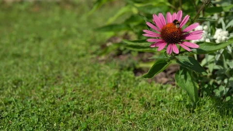 4K RedBonnet Flower with live Bee. Vídeo Stock 93452969