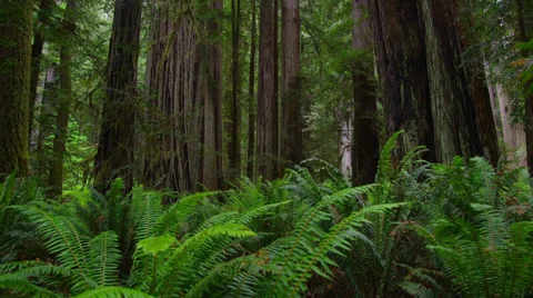 4K Redwood Forest 動画素材 38971737