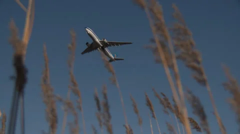 4K Reed with airplane taking off Stock Footage 34790064