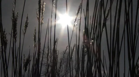4K Reed silhouette by sun Stock Footage 34791476