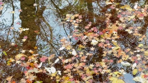 4K Reflection of Autumn Trees with Fallen Maple Leaves on Water, West Lake China Video stock 329669911