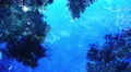 4K Reflections on Creek 05 Pine Forest Loop 4k or 4k+ Resolution