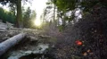 4K Reflections on Creek 06 Pine Forest Loop 4k or 4k+ Resolution