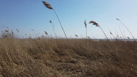 4k relaxing close up of dry grass in spring on the shores of the Gulf of Finland 動画素材 127986636