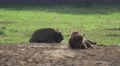 4k Relaxing European Bisons close up on a forest grassland 4k or 4k+ Resolution