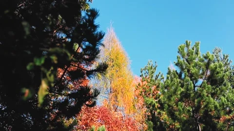 4K rendering of the pine trees and trees with colorful leaves on the blue sky Stock Footage 150662912