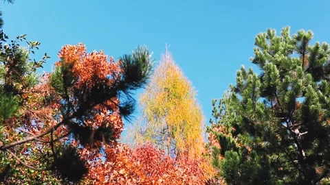 4K rendering of the pine trees and trees with colorful leaves on the blue sky Stock Footage 150662913
