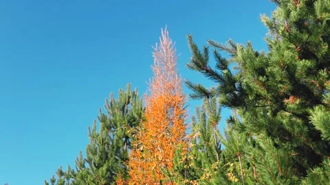 4K rendering of the pine trees and trees with colorful leaves on the blue sky Stock Footage 150662949