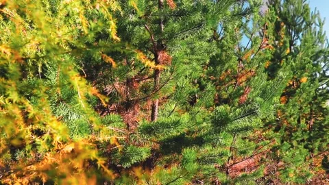 4k rendering of pine trees in the autumn forest in the blue sky background Stock Footage 150662938