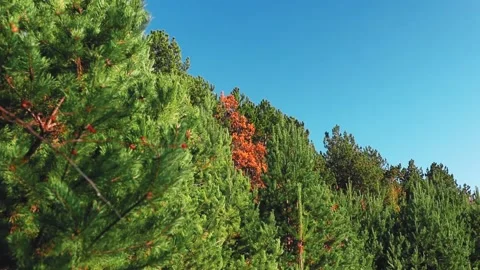 4k rendering of pine trees on the autumn forest in the blue sky background Stock Footage 150662943