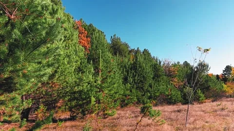 4k rendering of pine trees on the autumn forest in the blue sky background Stock Footage 150662944