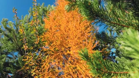4k rendering of a tree with yellow leaves in the middle of pine trees on the Stock Footage 150662940