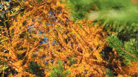 4k rendering of a tree with yellow leaves in the middle of pine trees on the Stock Footage 150662941